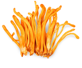 100% Cordyceps