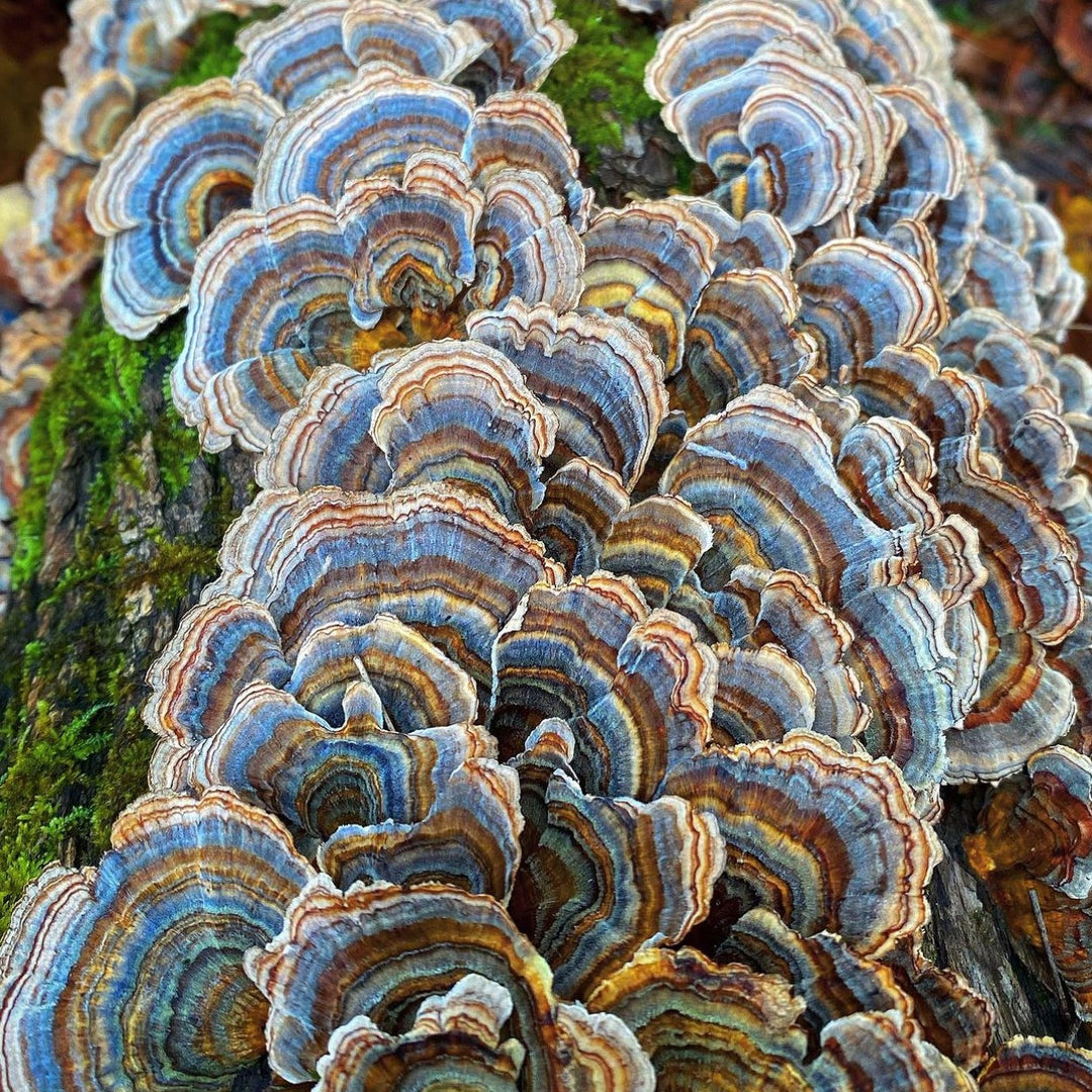 Turkey’s Tail