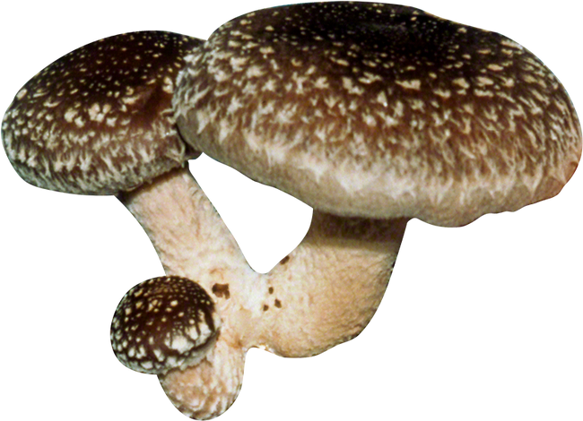 Shiitake