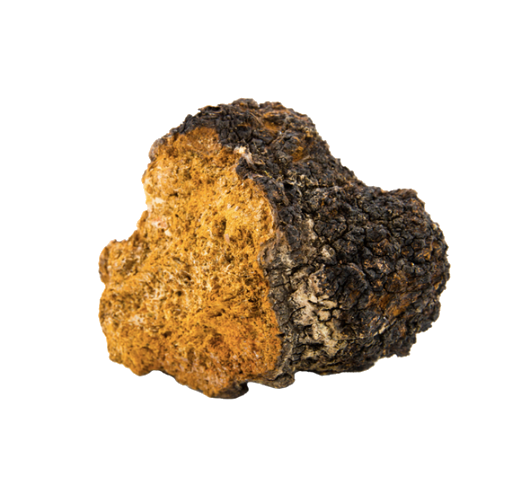 Chaga