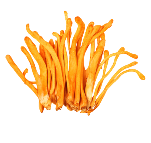 Cordyceps