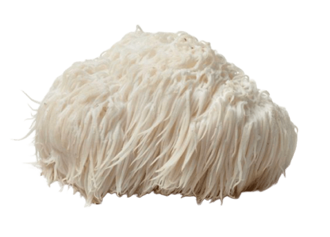 Lion’s Mane